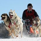 Schlittenhunderennen Frauenwald 2015-2