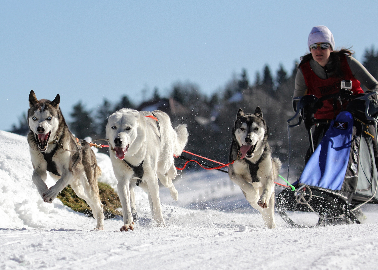 Schlittenhunderennen Frauenwald 2015-3