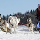 Schlittenhunderennen Frauenwald 2015-3