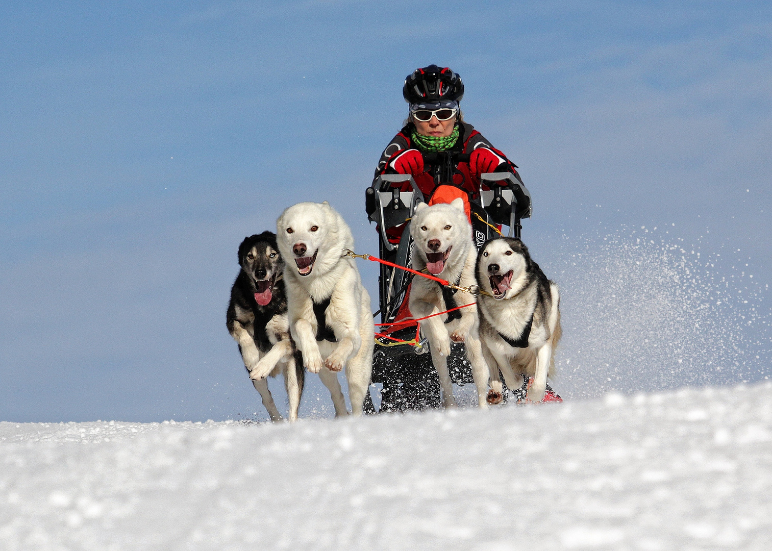 Schlittenhunderennen Frauenwald 2015-4