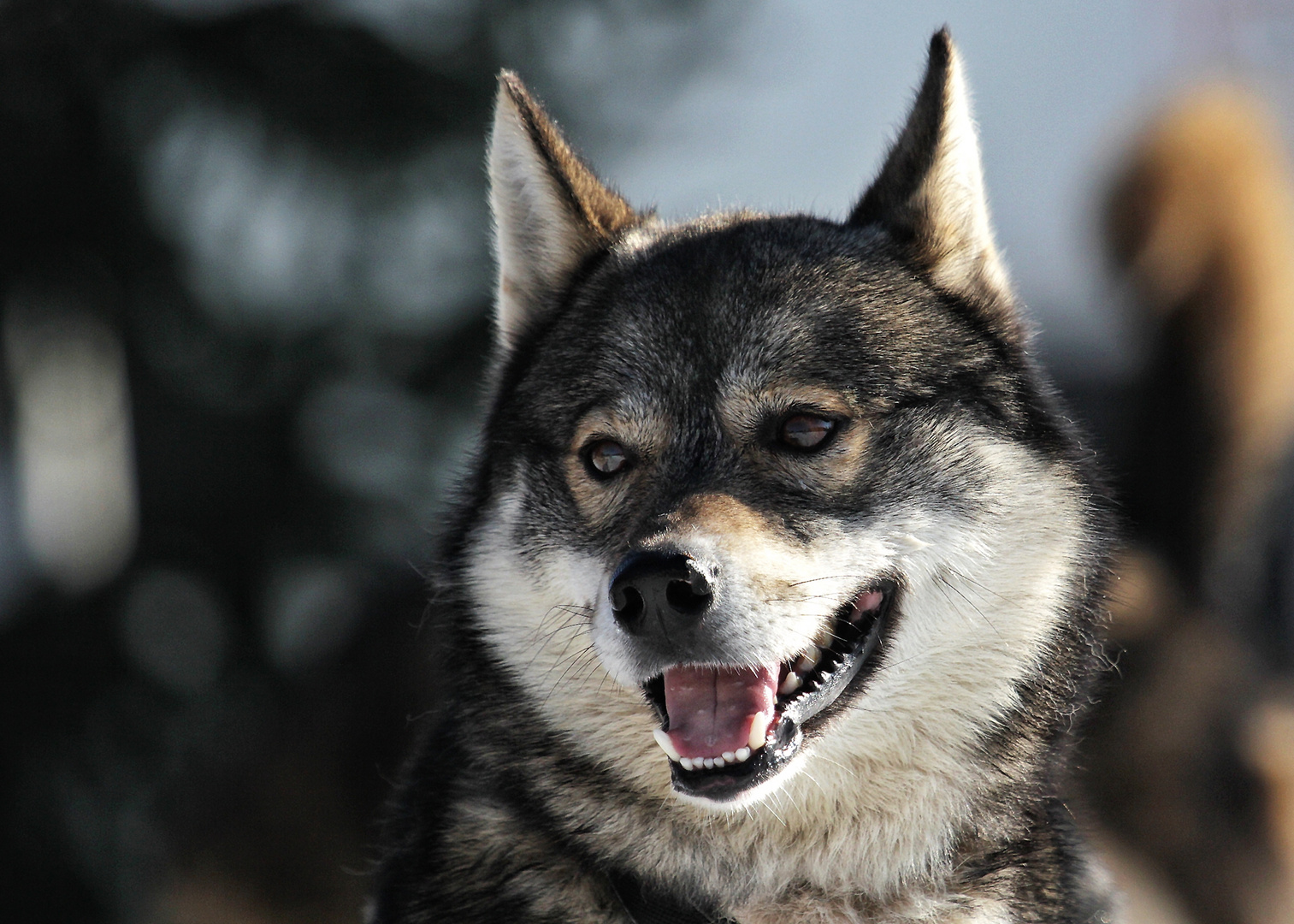 Schlittenhunderennen Frauenwald 2015-6