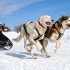 Schlittenhunderennen Frauenwald 2015