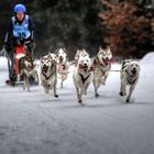 Schlittenhunderennen Frauenwald 2017