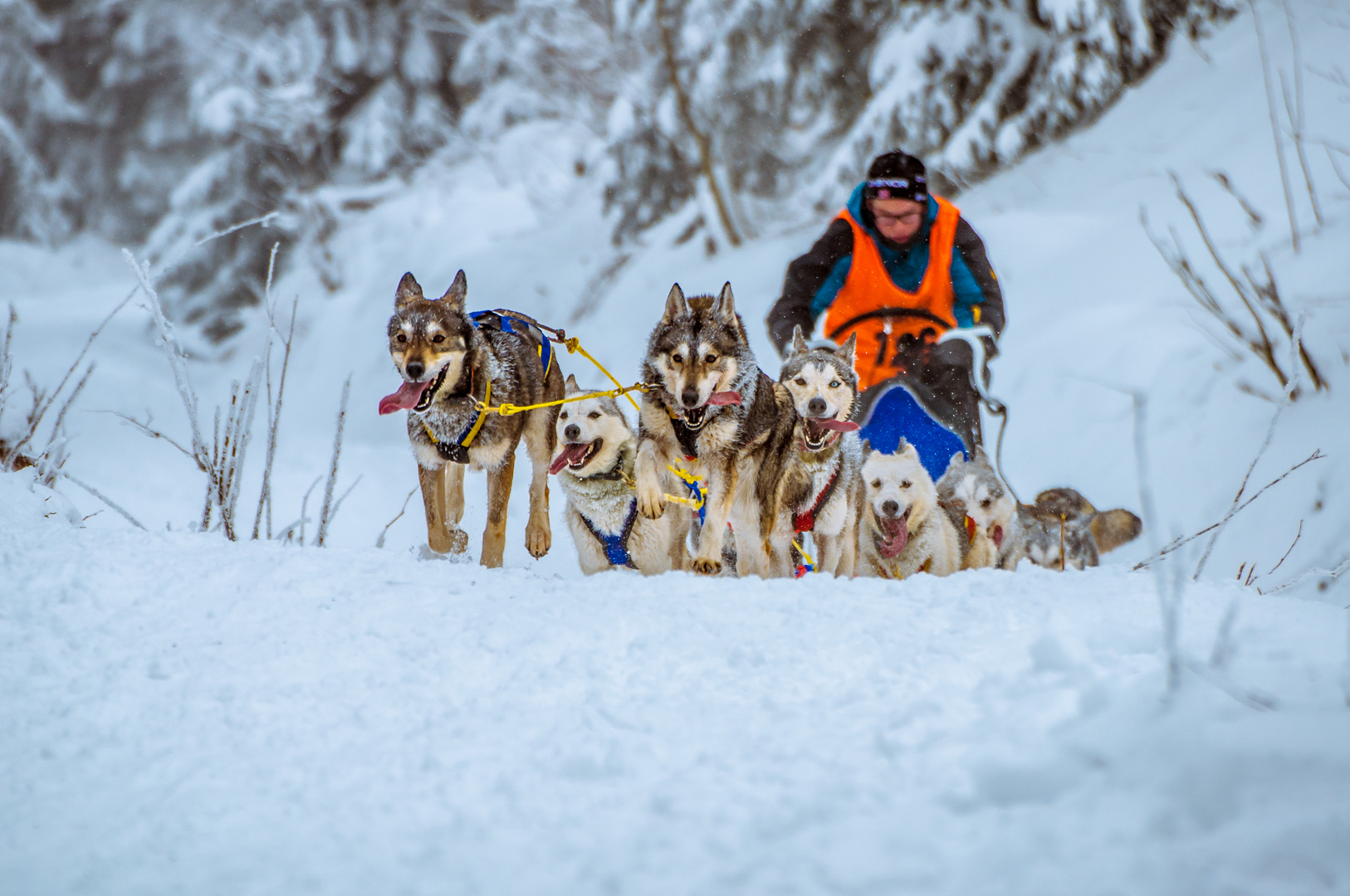 Schlittenhunderennen Frauenwald 27.01.2013