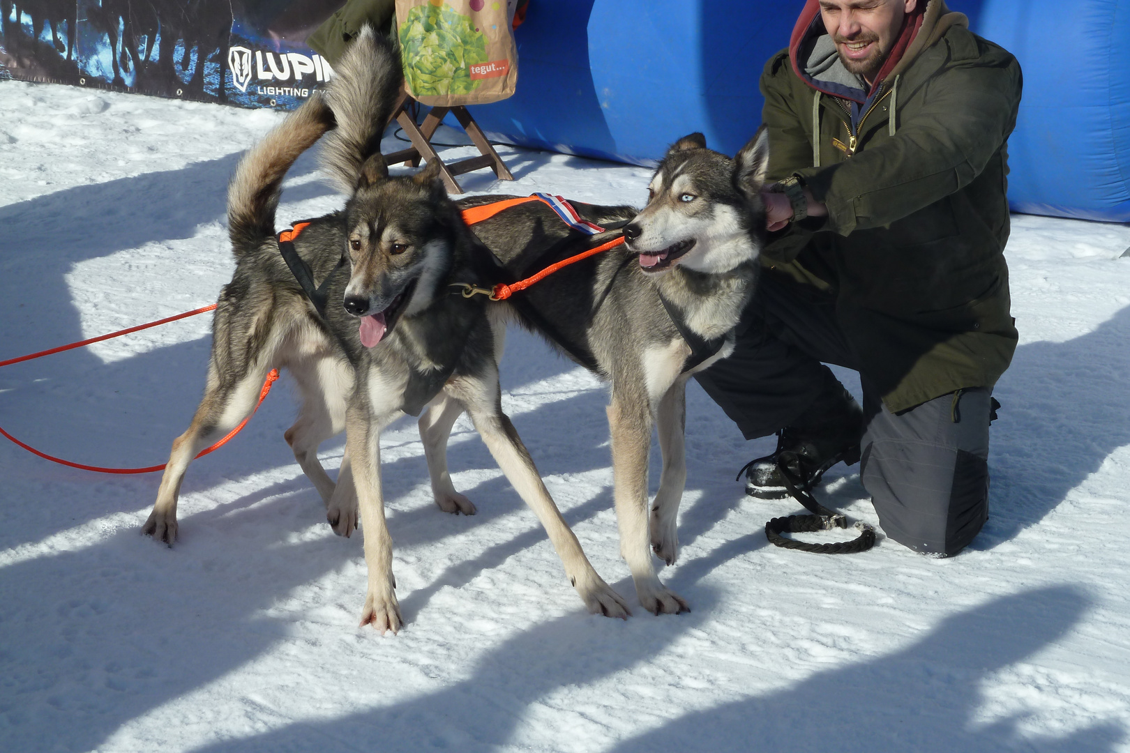 Schlittenhunderennen Frauenwald