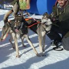 Schlittenhunderennen Frauenwald