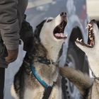 Schlittenhunderennen Gaberl