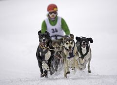 Schlittenhunderennen Haidmühle #01