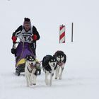 Schlittenhunderennen Hammerbrücke