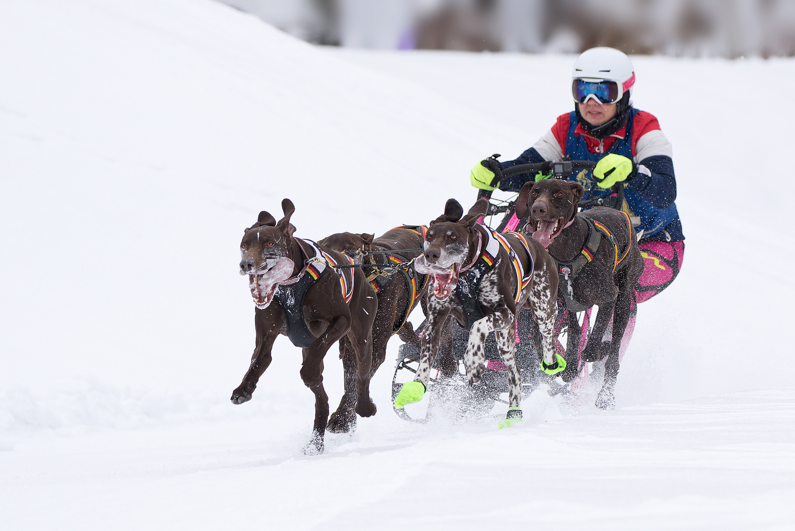 Schlittenhunderennen Hintersee