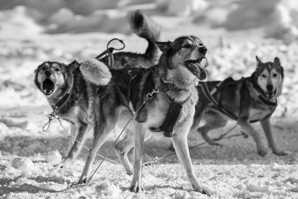 Schlittenhunderennen II