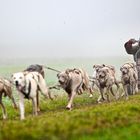 Schlittenhunderennen III