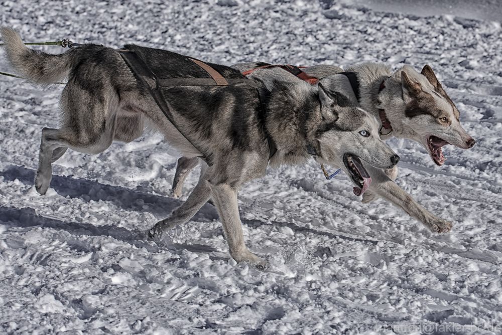 Schlittenhunderennen III