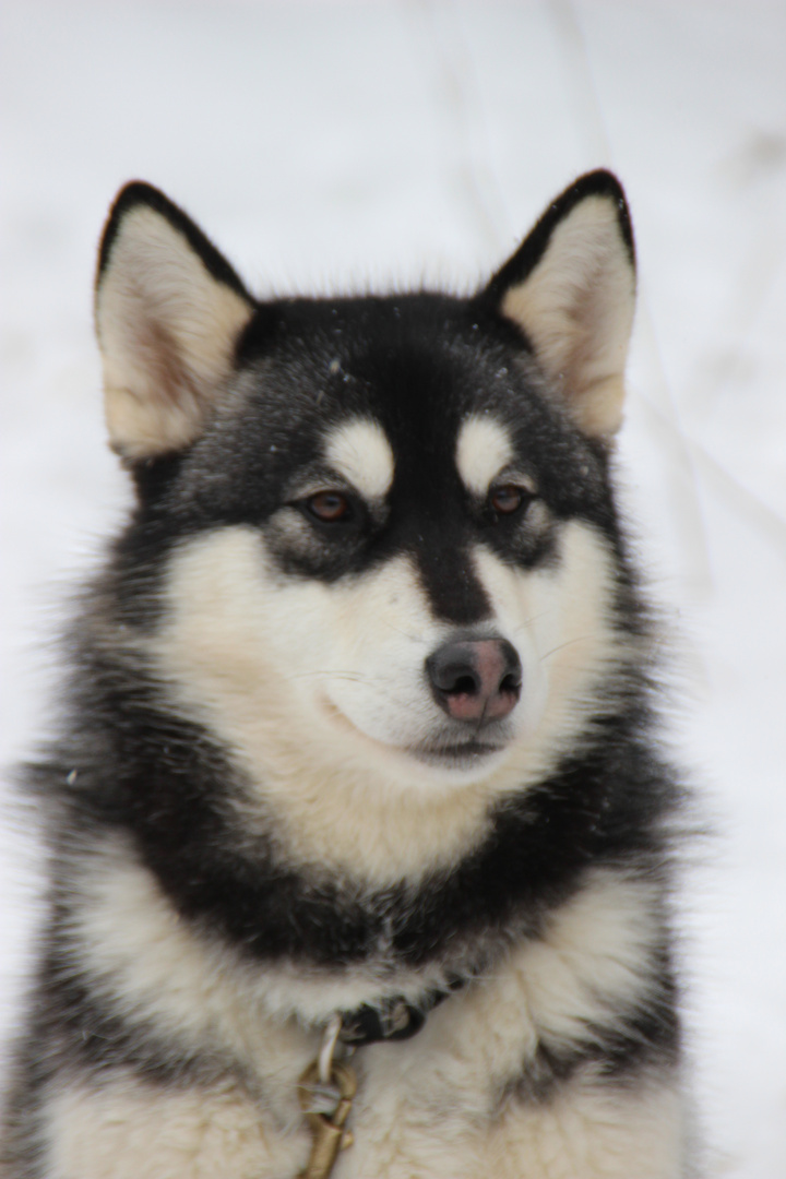 Schlittenhunderennen im Harz 2013