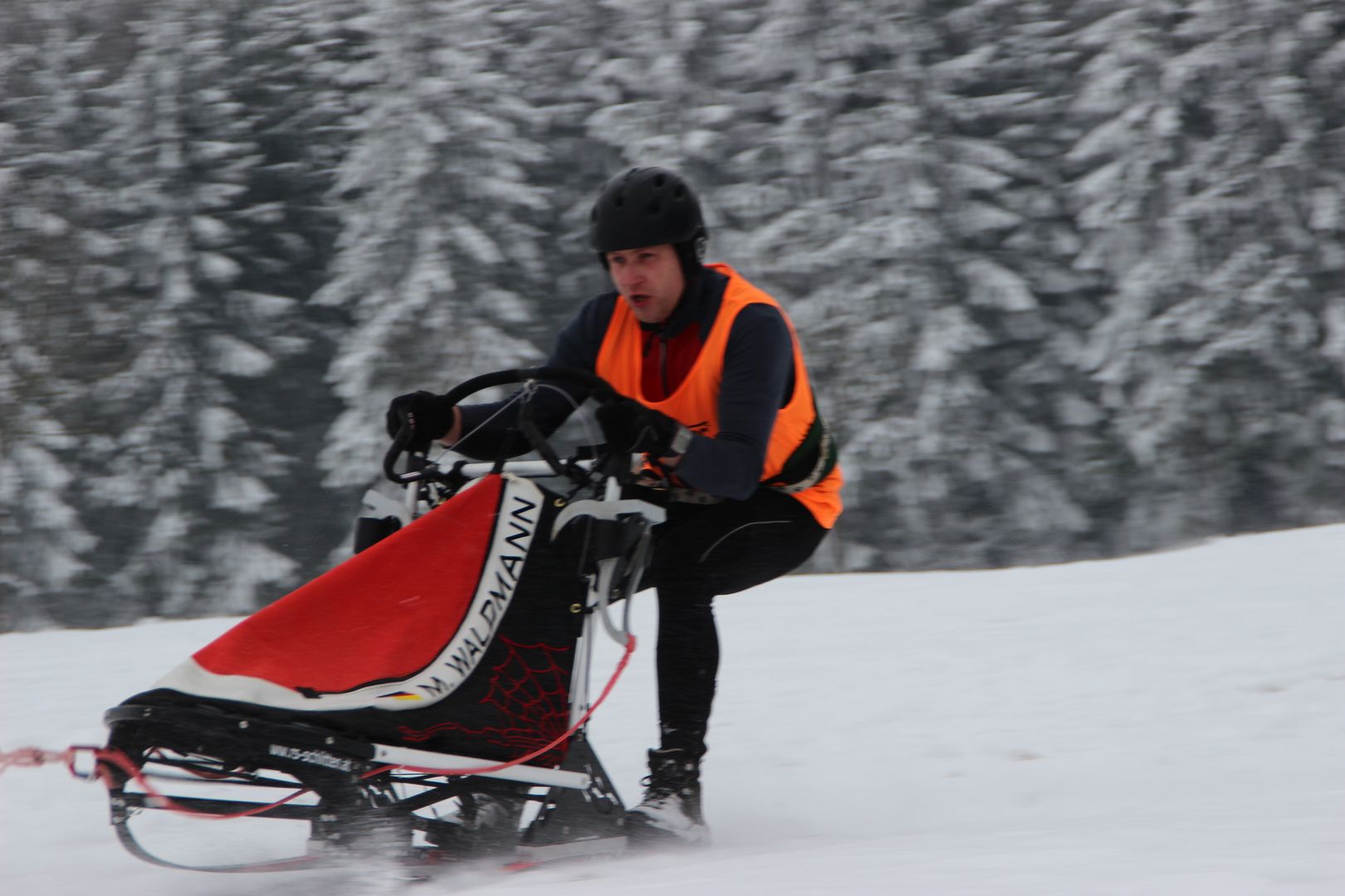 Schlittenhunderennen im Harz 2013