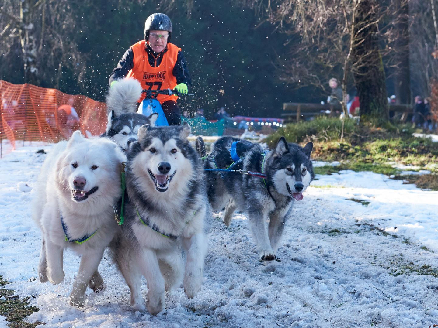 Schlittenhunderennen in Benneckenstein