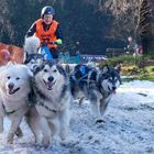 Schlittenhunderennen in Benneckenstein