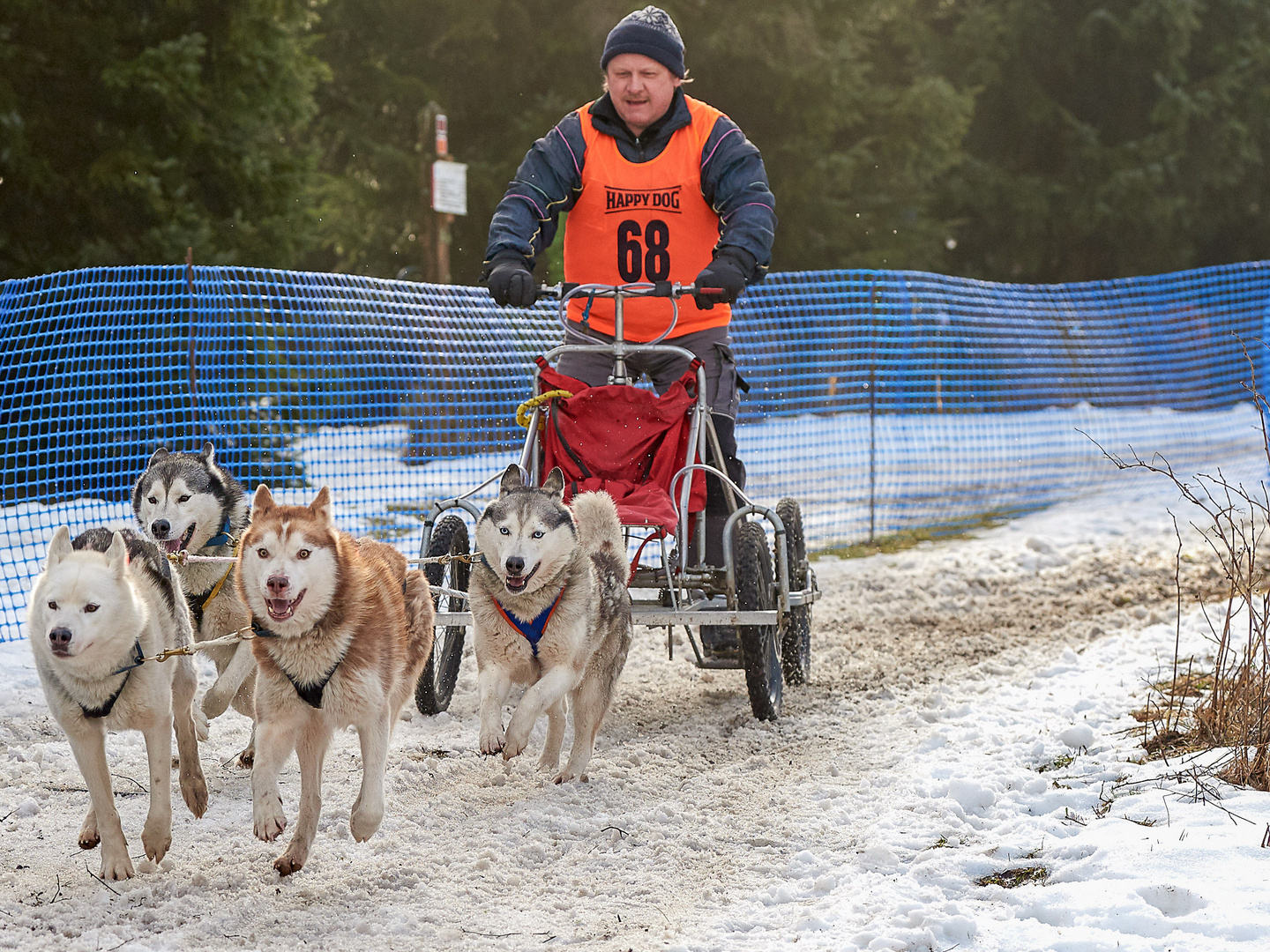 Schlittenhunderennen in Benneckenstein