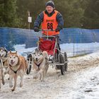 Schlittenhunderennen in Benneckenstein