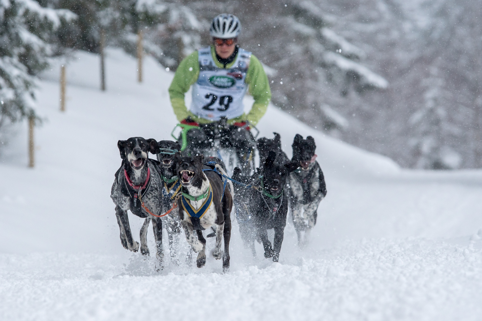 Schlittenhunderennen in Bernau 2015 / 2