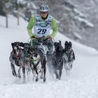 Schlittenhunderennen in Bernau 2015 / 2