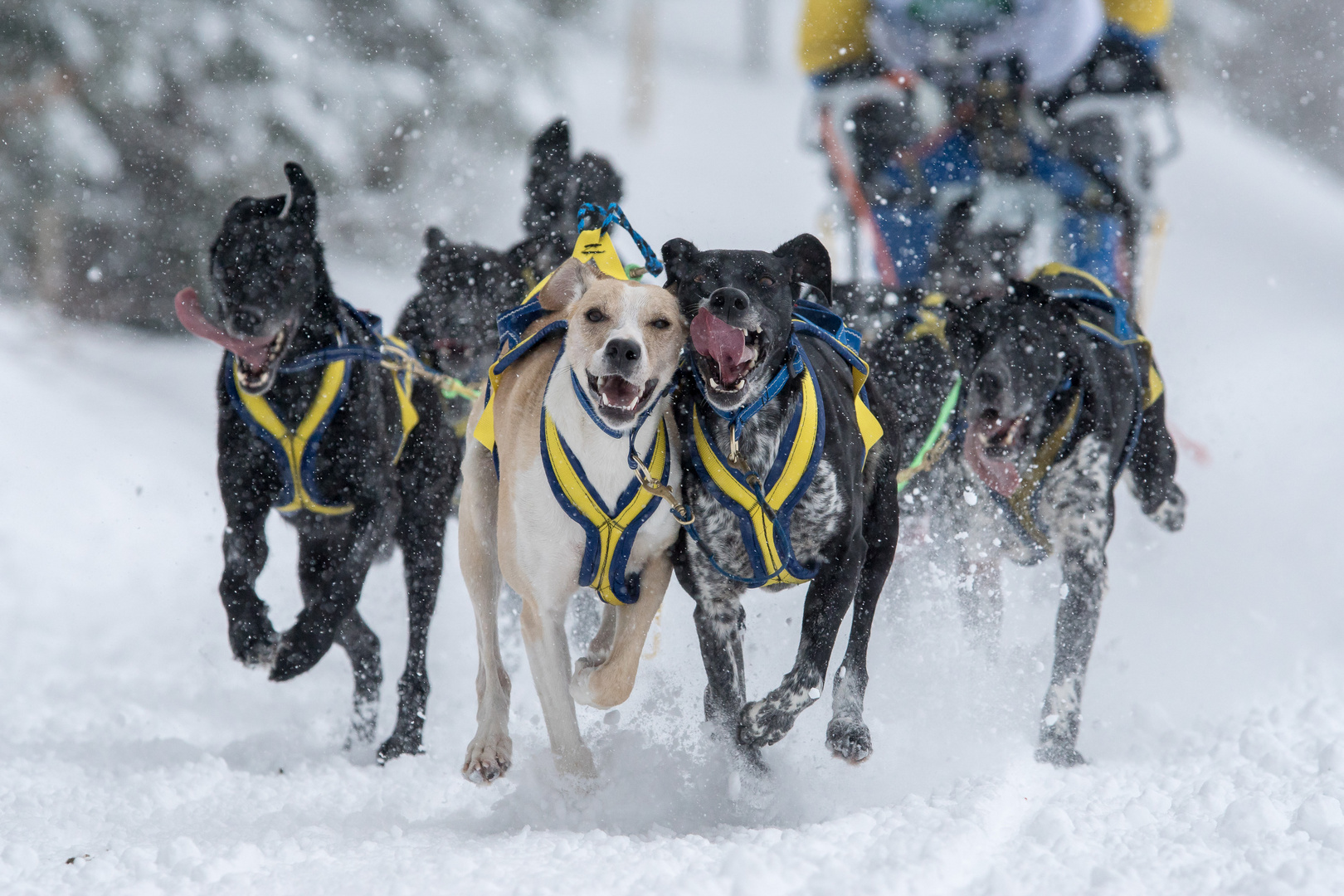 Schlittenhunderennen in Bernau 2015 / 3