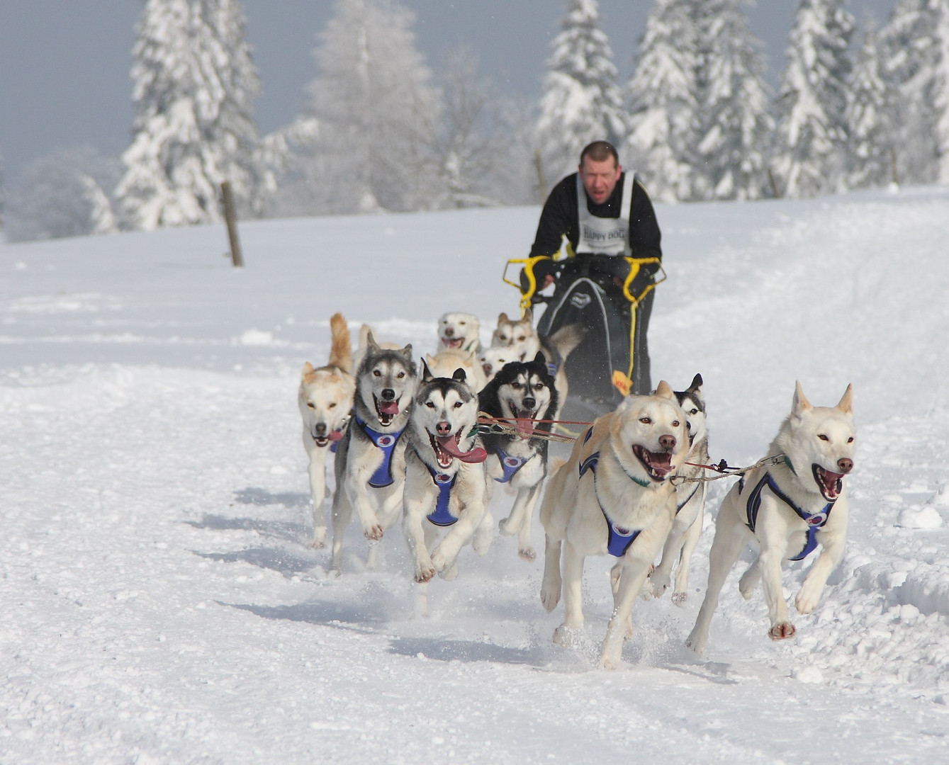 Schlittenhunderennen in Frauenwald 1 Foto & Bild sport, sport mit