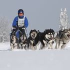 Schlittenhunderennen in Frauenwald 2