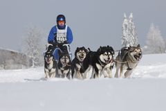 Schlittenhunderennen in Frauenwald 2