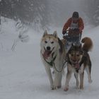 Schlittenhunderennen in Frauenwald 2010