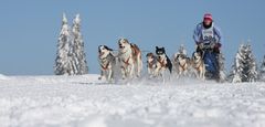 Schlittenhunderennen in Frauenwald 3