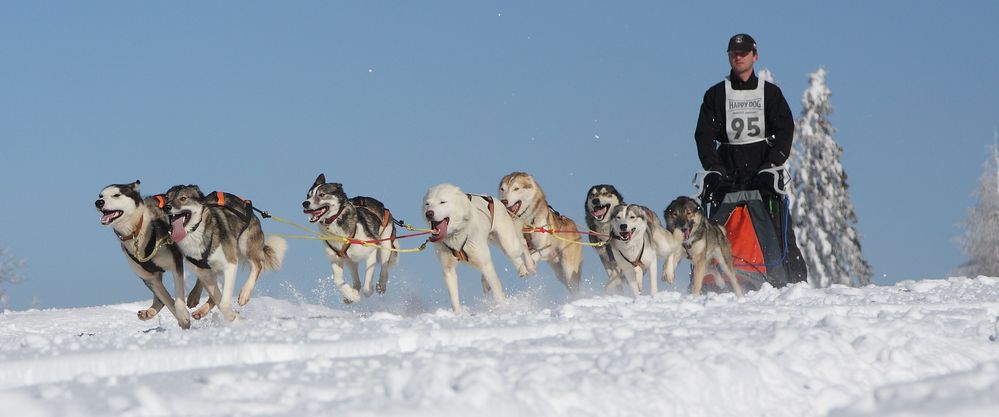 Schlittenhunderennen in Frauenwald 4