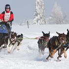 Schlittenhunderennen in Frauenwald 6