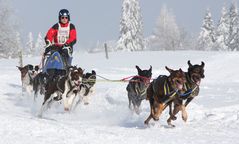 Schlittenhunderennen in Frauenwald 6