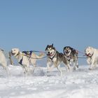 Schlittenhunderennen in Frauenwald 8