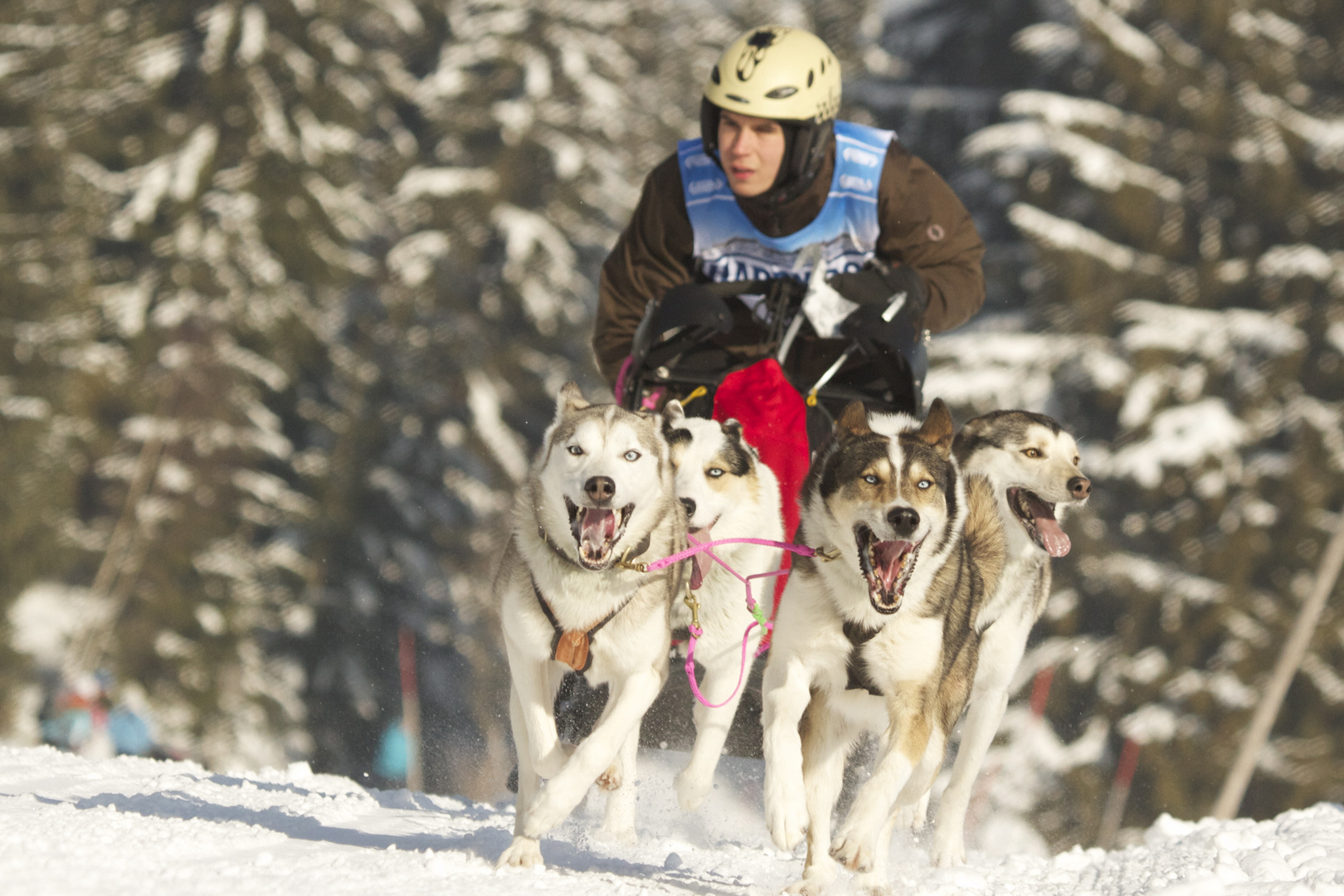 Schlittenhunderennen in Haidmühle 2013 No.2