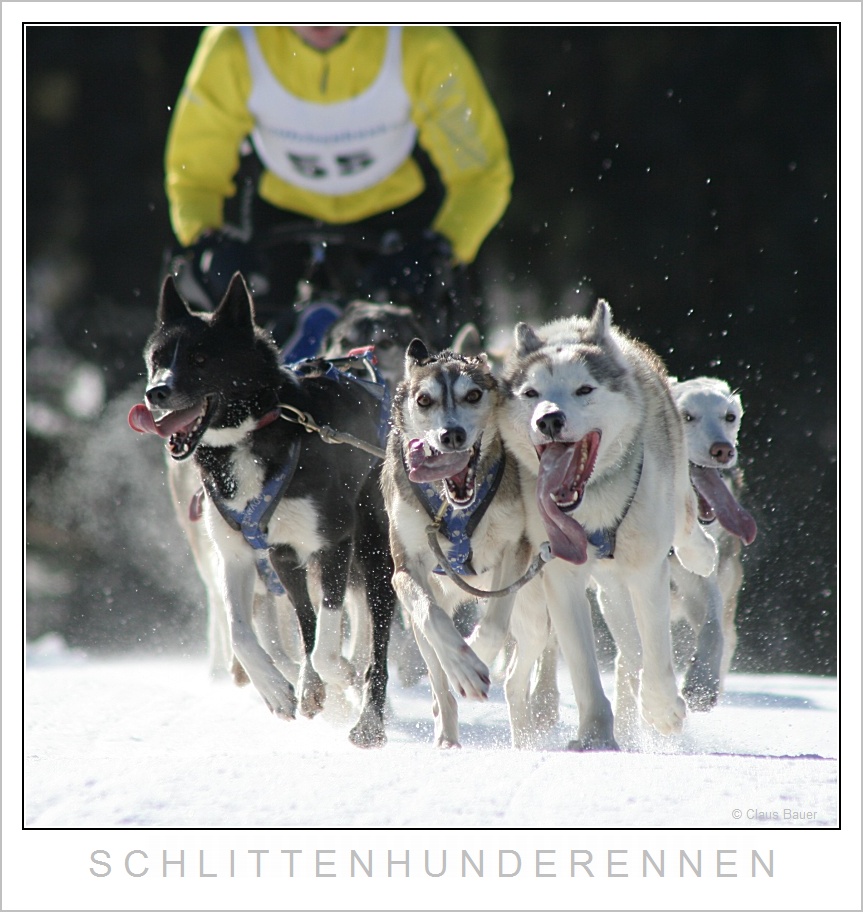 Schlittenhunderennen in Haidmühle Bayerischer Wald