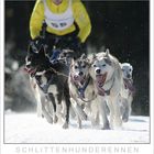 Schlittenhunderennen in Haidmühle Bayerischer Wald