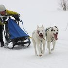 Schlittenhunderennen in Hammerbrücke (Vogtl.)