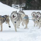 Schlittenhunderennen in Hintersee 3