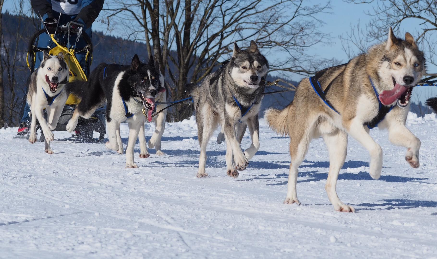 Schlittenhunderennen in Inzell