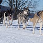 Schlittenhunderennen in Inzell