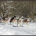 Schlittenhunderennen in Kandersteg 2013