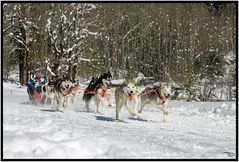 Schlittenhunderennen in Kandersteg 2013