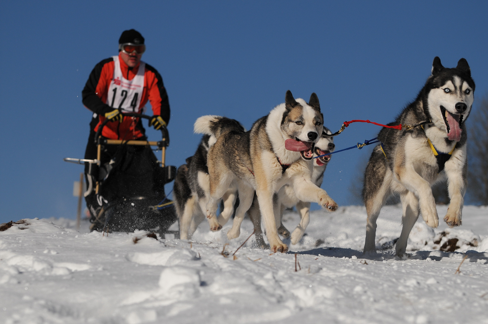 Schlittenhunderennen in Liebenscheid 2011