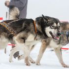 Schlittenhunderennen in Liebenscheid 2019 / Westerwald