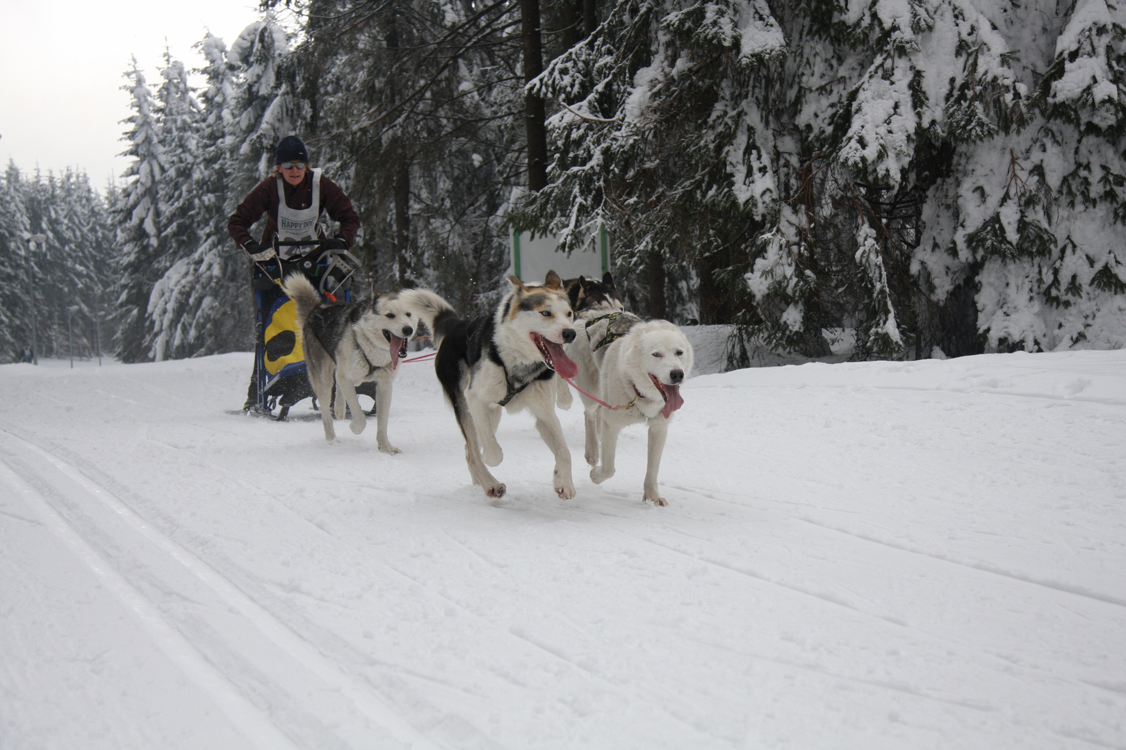 Schlittenhunderennen in Oberhof 2010