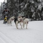 Schlittenhunderennen in Oberhof 2010