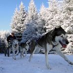 Schlittenhunderennen in Ottenschlag 2012 – Part 1