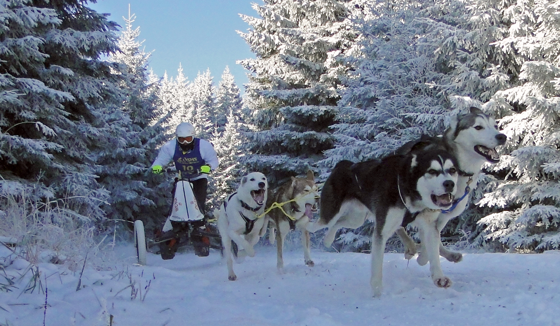 Schlittenhunderennen in Ottenschlag 2012 – Part 2